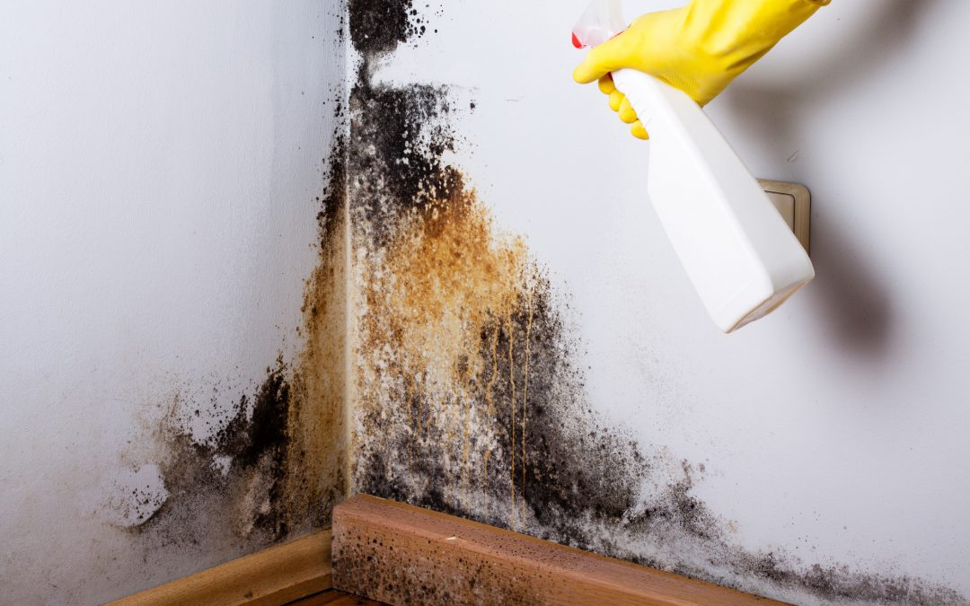 How to Clean Mold and Mildew Off Walls Before a Home Inspection | CLASS Home Inspection - How To Peel Off The Mold On The Drywall