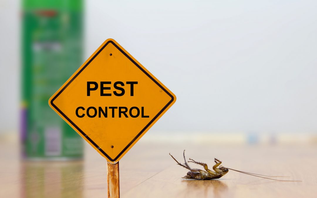 Pesky Pests! How to Check Your Home for an Insect Infestation