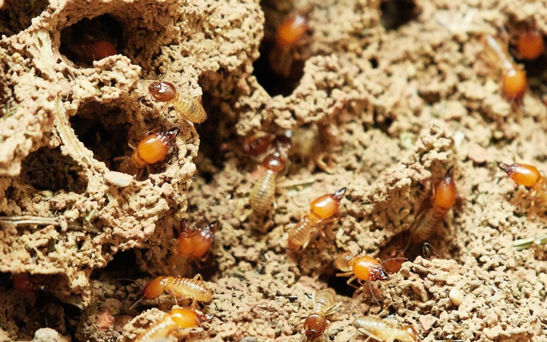 7 Signs of Termites That Your Home Inspector Will Look Out For